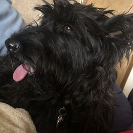 Tumblelina - Scottish Terrier