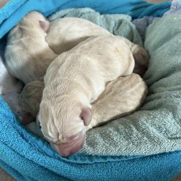 Girl 1 - Yellow Labrador Retriever puppy in Carmichael, California from Red Barn Family Labs