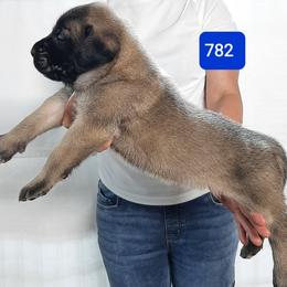 AKC PUP 782 - Fawn male Mastiff puppy in Ava, Missouri from Ozark Mountain Mastiffs