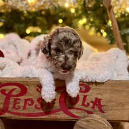 Dasher - Merle male Labradoodle puppy in Candler, North Carolina from Maple Bakin’ Doodles