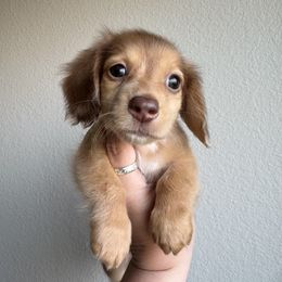 Fred - Dapple male Dachshund puppy in Somerville, Texas from Shutt Pup's