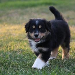 Australian Shepherd, Miniature American Shepherd, Miniature Australian Shepherd, and Toy Australian Shepherd Puppies from Painted Blue Aussies