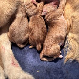 Girl 3 - Light golden female Golden Retriever puppy in Woodbury, Pennsylvania from Mejimo