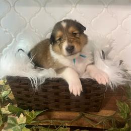 Phil Deville - Sable male Collie puppy in Chilhowie, Virginia from Jolly Collies