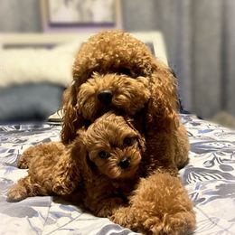 Cavapoo, Cockapoo, and Poodle Puppies from Benji’s Cockapoos