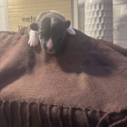 Cinnamon - Brindle and white female American Corgi puppy in Westminster, Maryland from Serendipity Corgi's