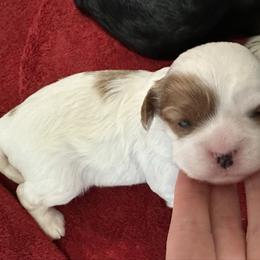Cinderella - Blenheim female Cavapoo puppy in Modesto, California from Molly n Friends