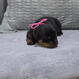 Pink collar female - Black and mahogany female Rottweiler puppy in San Antonio, Texas from VHWilliamsRottweilers