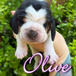 Basset Hound Puppies from Kara Bellow