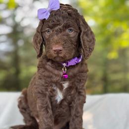 Purple - Parti female Goldendoodle puppy in Hesperia, Michigan from Red Acres Poodles & Doodles