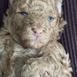 Goldendoodle Puppies from Heather's Goldendoodles