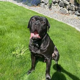 Cane Corso, German Shepherds, and Rottweilers from Tribal K9