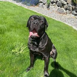 Cane Corso, German Shepherds, and Rottweilers from Tribal K9