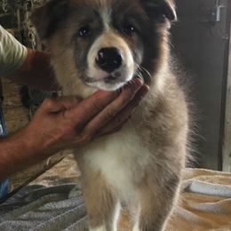 Border Collies from Whipple Farms