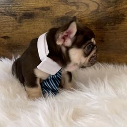 KRATOS - Tricolors French Bulldog puppy in Tucson, Arizona from The Origin French Bulldogs