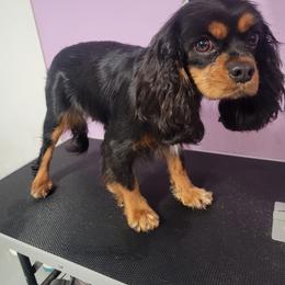 Mia - Cavalier King Charles Spaniel