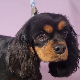 Mia - Cavalier King Charles Spaniel