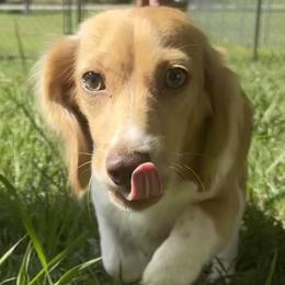 Honey - Dachshund