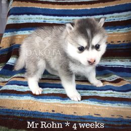Pomsky Puppies from Dakota Pomskies