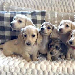 Dachshund puppies from Renberg's Elite Dachshunds
