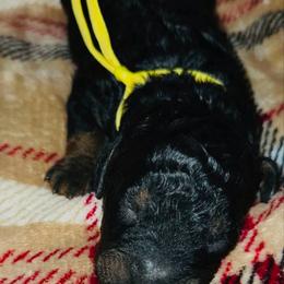 Wednesday - Tri-color female Bernedoodle puppy in Beecher, Illinois from Erica’s Doodles