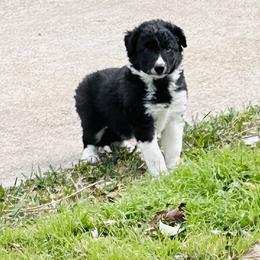 Frankincense aka Frankie - Black and white male Border Collie puppy in Keller, Texas from Bordercollieblues