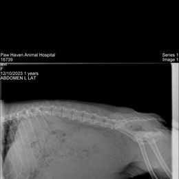 Miniature Schnauzer Puppies from The Blue Eyed Schnauzer