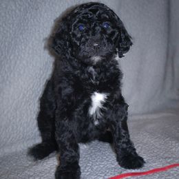 Girl 2 - female Poodle puppy in Frutia, Colorado from Switzer Poodles
