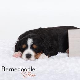 Bernedoodle Puppies from Bernedoodle Bliss