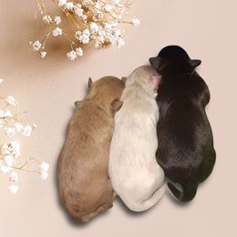 Miniature Schnauzer puppies from Kisses cuddles and snuggles