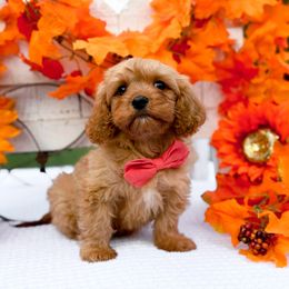 Milo - Red male Cavapoo puppy in Statesville, North Carolina from Doodle Babies
