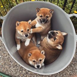 Shiba Inu Puppies from OlyInu