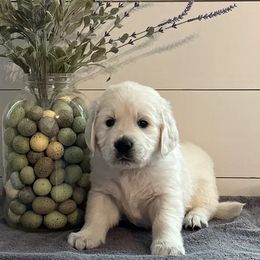 Purple collar - Golden Retriever puppy in Foreman, Arkansas from Indy's Goldens
