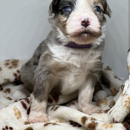 Aussiedoodle, Bordoodle, and Goldendoodle Puppies from Korbella Farm