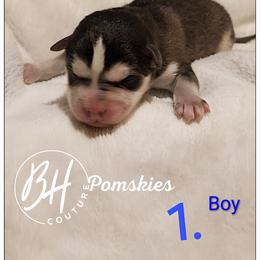 Rex - Gray and white male Pomsky puppy in Norfolk, Virginia from 'Brick'House Couture Pomskies