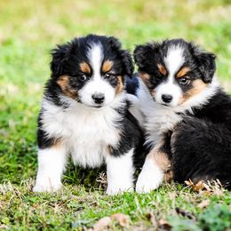 Miniature Australian Shepherd Puppies from Rockin D Mini Aussies