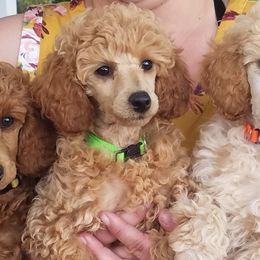 Poodles from Liberty Miniature Poodles