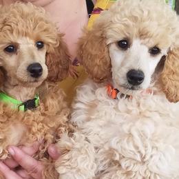 Poodles from Liberty Miniature Poodles