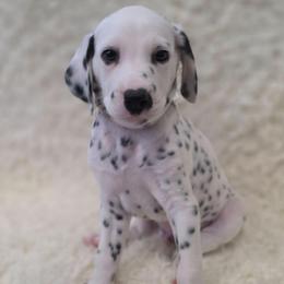 Flint (Orange Collar Boy) - White and black male Dalmatian puppy in Centereach, New York from LINY Dalmatians