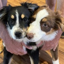 Kano - Black tri-color male Australian Shepherd puppy in Oroville, California from Puppy Love Ranch Mini Aussies