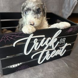 Sheepadoodle Puppies from Chicago Sheepadoodles