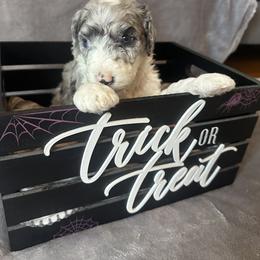Sheepadoodle Puppies from Chicago Sheepadoodles