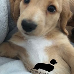 Dachshund Puppies from Primo Dachshunds
