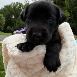Purple Collar Black Female - Black female Labrador Retriever puppy in Gainesville, Georgia from Rucker Retrievers