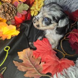 Jersey - Parti female Miniature Schnauzer puppy in Calera, Alabama from Burnett Cove Kennels