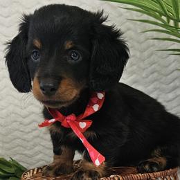Rusty - Black and tan male Dachshund puppy in Utica, Ohio from Poodle Me Crazy