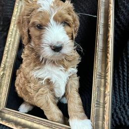 Jamie - Red  male Goldendoodle puppy in Placerville, California from New Dawn Poodles and Doodles