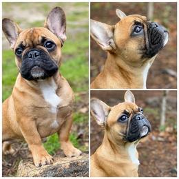 French Bulldog Puppies from Legend French Bulldogs