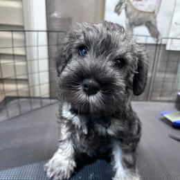Brown collar male - Salt and pepper male Miniature Schnauzer puppy in La Fayette, Georgia from Daniels Mini Schnauzers