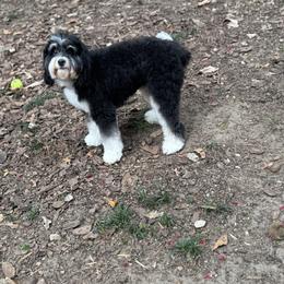 Xelli - Bernedoodle